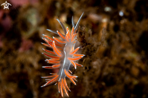 A Fjordia lineata