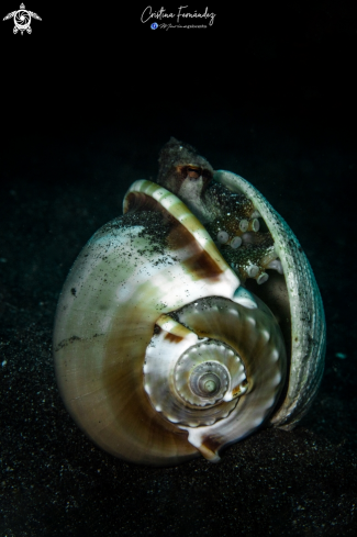 A Amphioctopus marginatus  | Coconut octopus