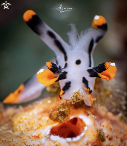 A Thecacera picta (Baba, 1972) | Sea Slug