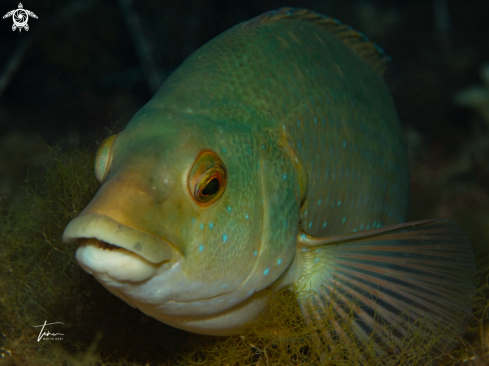 A Lipfish