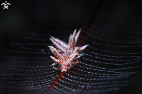 A Skeleton Nudibranch