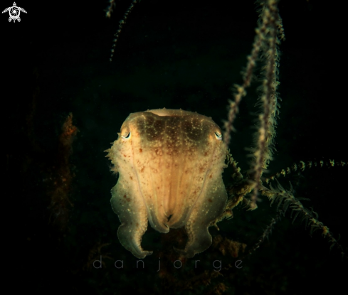 A Cuttlefish