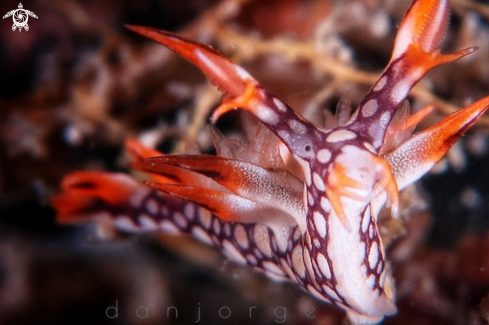 A Nudibranch