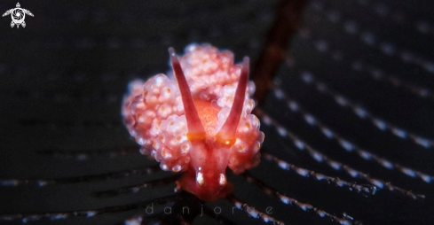 A Doto Nudibranch