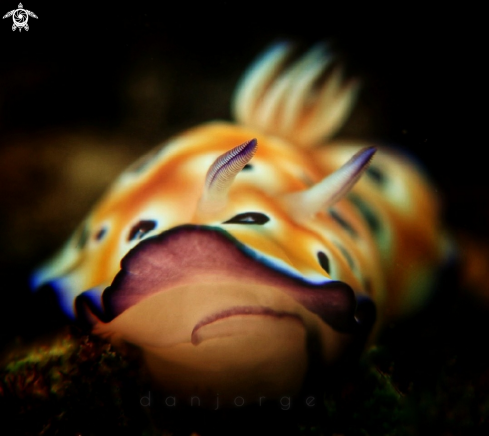 A Nudibranch