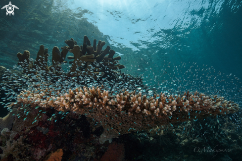 A Table coral is the reliable shelter for the school of tiny fish