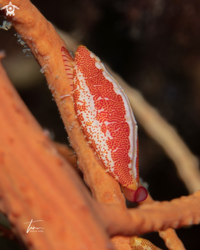 A Simnia spelta | Softcoral cowrie