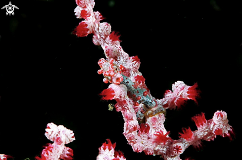 A pygmy sea horse