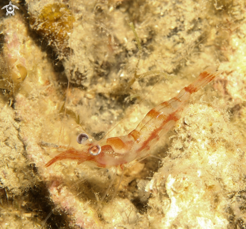 A Penaeus kerathurus  | mazzancolla