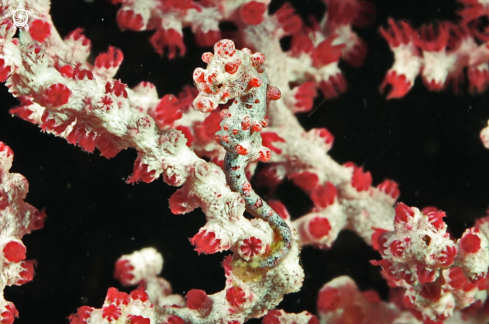 A pygmy sea horse