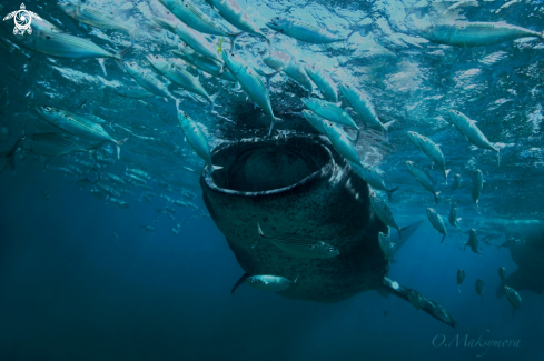 A Whale shark