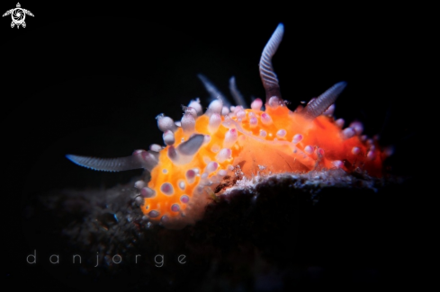 A Nudibranch