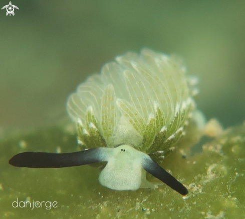 A Nudibranch