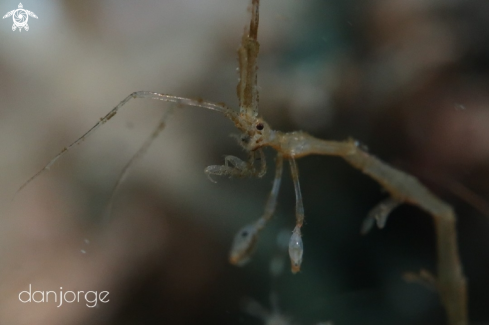 A Skeleton Shrimp