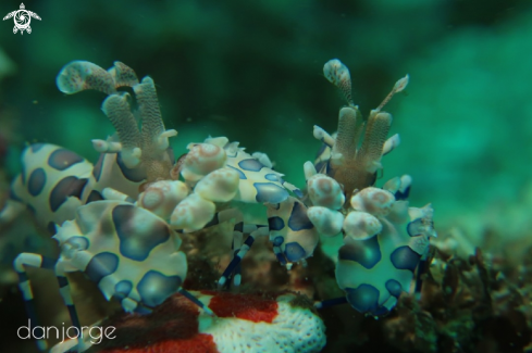 A Harlequin Shrimp