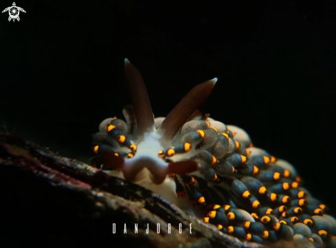 A Nudibranch