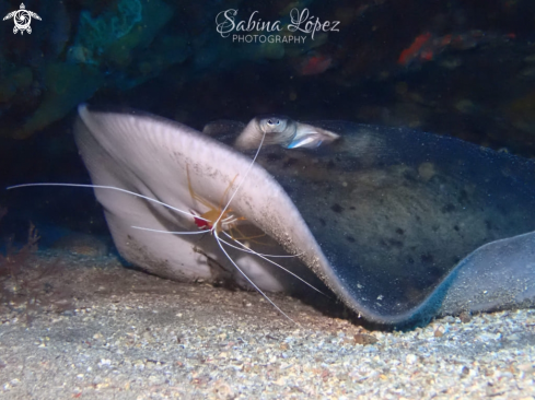 A Lysmata grabhami and Taeniura grabata