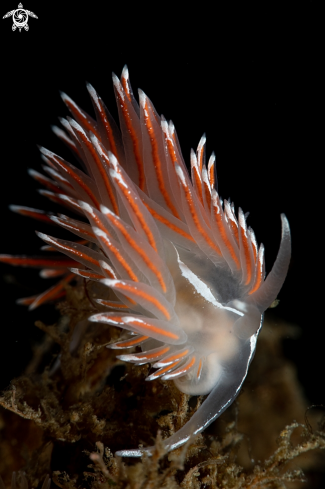 A Fjordia lineata | Fjordia lineata