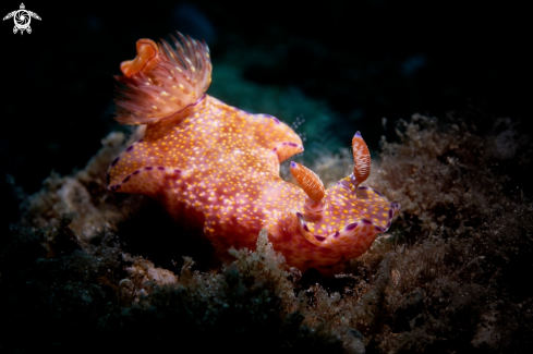 A Anilao,Philippines  | NUDIBRANCH