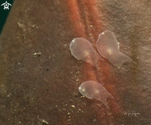 A Ghost Flatworms