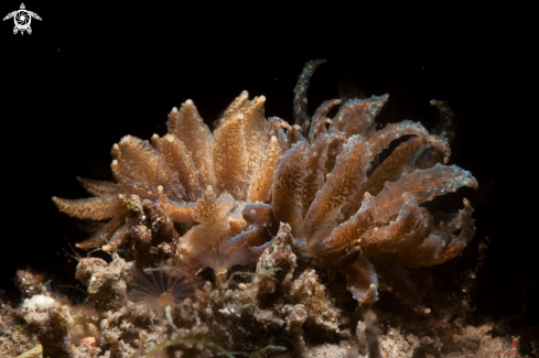 A Phyllodesmium crypticum