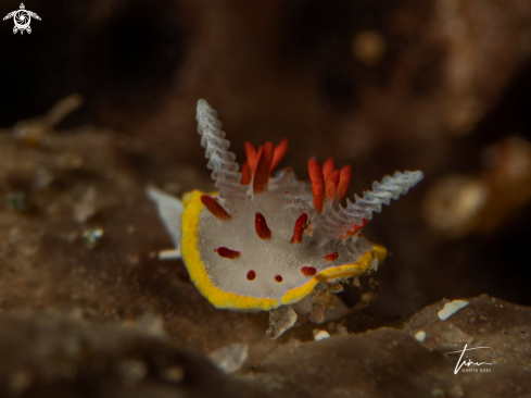 A Diaphorodoris papillata | Diaphorodoris papillata