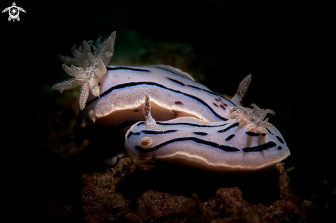 A Chromodoris willani  | NUDIBRANCH