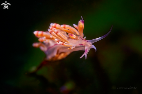 A Coryphellina rubrolineata | NUDIBRANCH