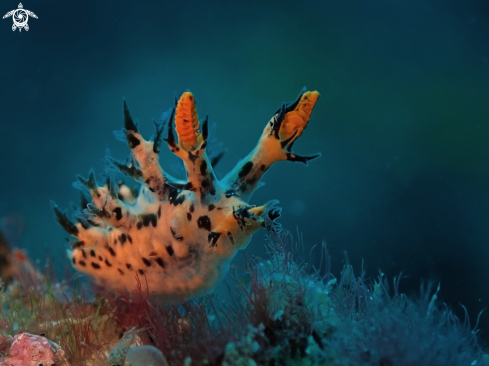 A Nudibranch