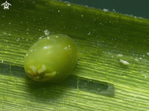 A Emerald Nerite