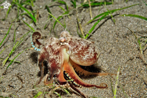 A octopus