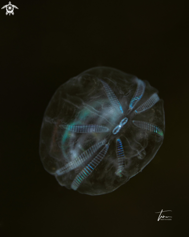 A Ctenophore