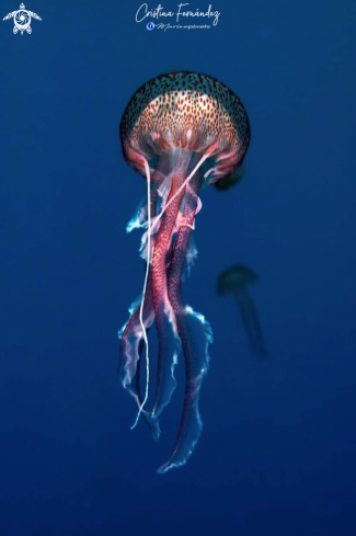 A Jellyfish