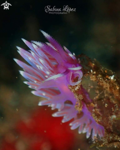 A Nudibranch 