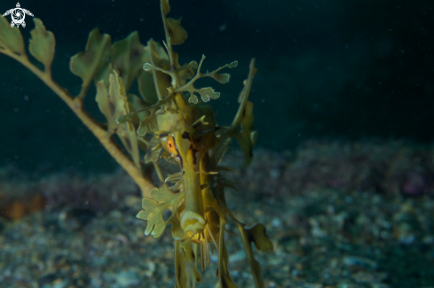 A Leafy Seadragon