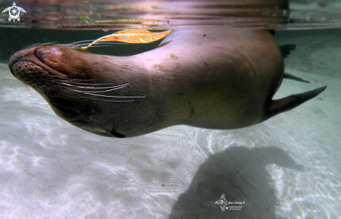 A Zalophus wollebaeki (Sivertsen, 1953) | Galapagos Sea Lion