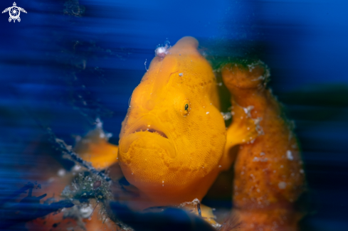 A Frogfish