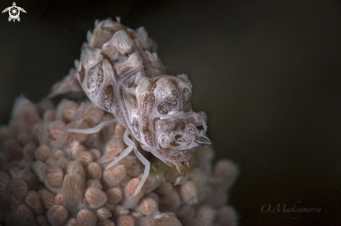 A Humpback Soft Coral Shrimp (Hippolyte dossena)