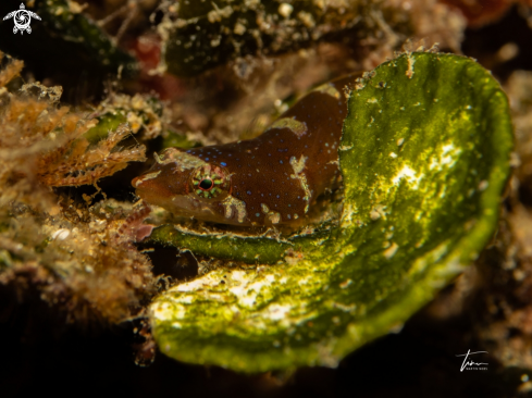 A Diplecogaster bimaculata | Two spot Clingfish