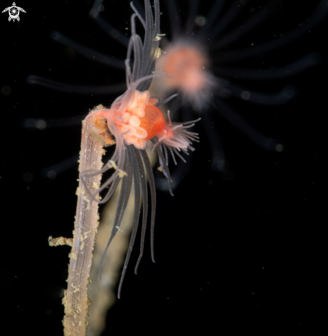 A Tubularia indivisa