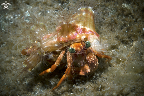 A anemone hermit crab dardanus pedunculatus 