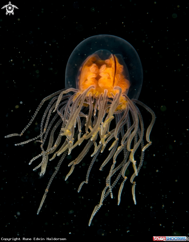 A Klinging jellyfish