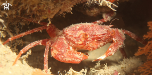 A red crab