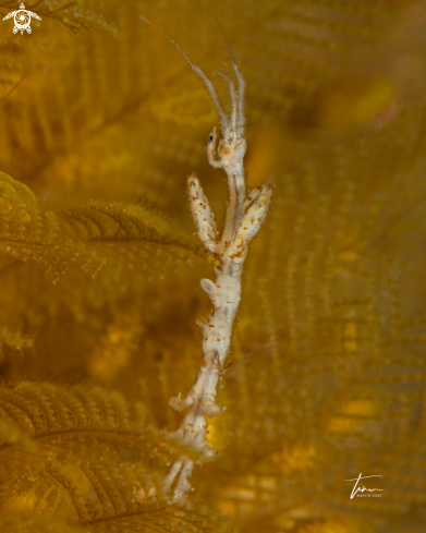 A Skeleton shrimp