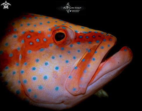 A Cephalopholis miniata (Forsskål, 1775)  | Coral Grouper