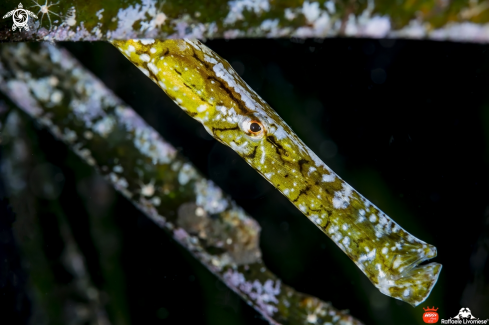 A Pipe fish