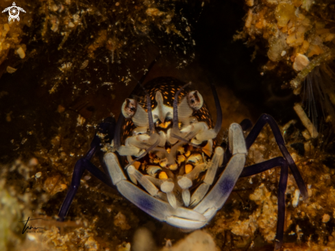 A Gnathophyllum elegans | Mediterranean Bumblebee shrimp