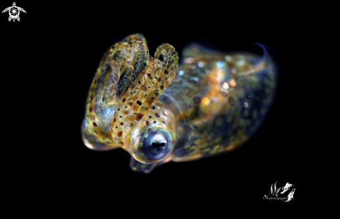 A Juvenile Squid 