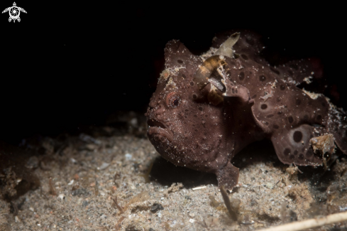 A Painted frogfish