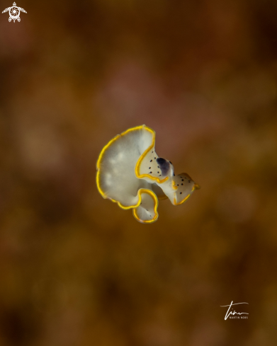 A Prostheceraeus moseley | Moseley's Flatworm